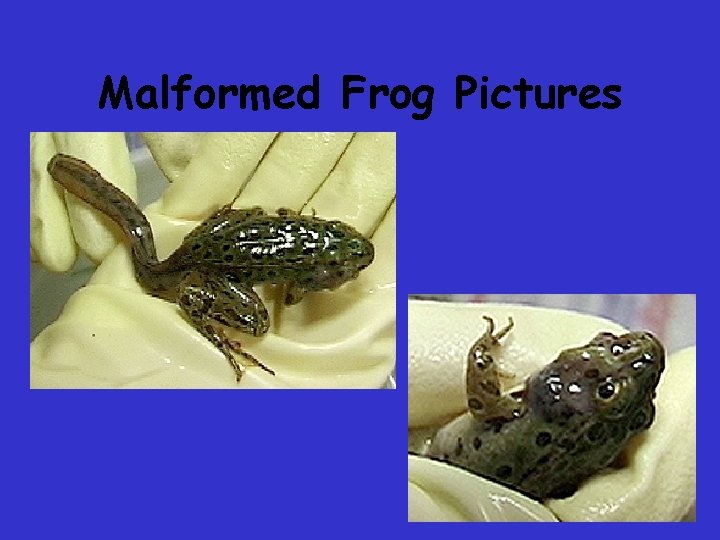 Malformed Frog Pictures Malformed Frog Pictures