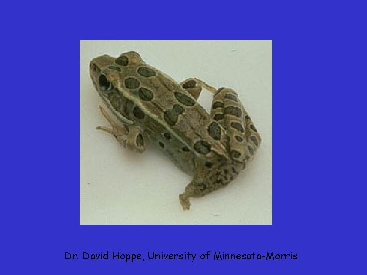 Dr. David Hoppe, University of Minnesota-Morris Dr. David Hoppe, University of Minnesota-Morris