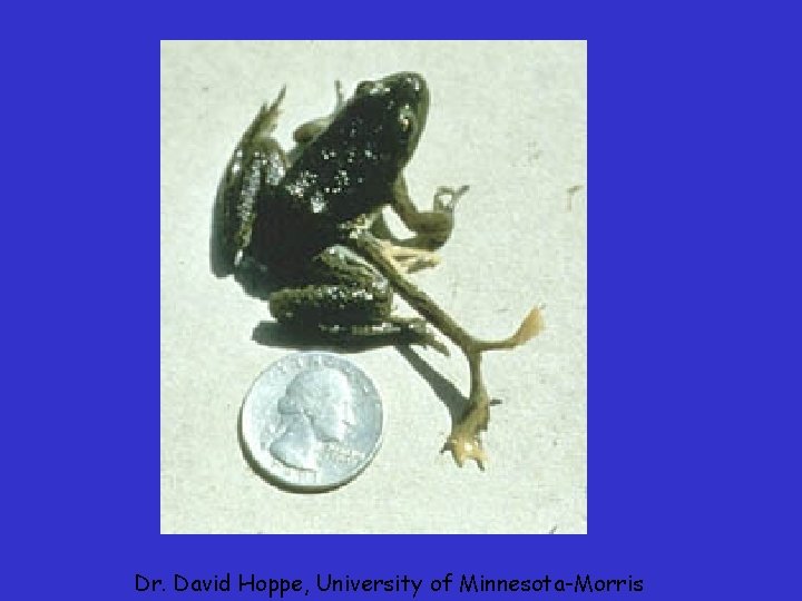 Dr. David Hoppe, University of Minnesota-Morris Dr. David Hoppe, University of Minnesota-Morris