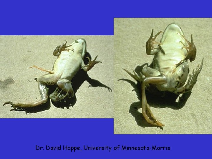 Dr. David Hoppe, University of Minnesota-Morris Dr. David Hoppe, University of Minnesota-Morris