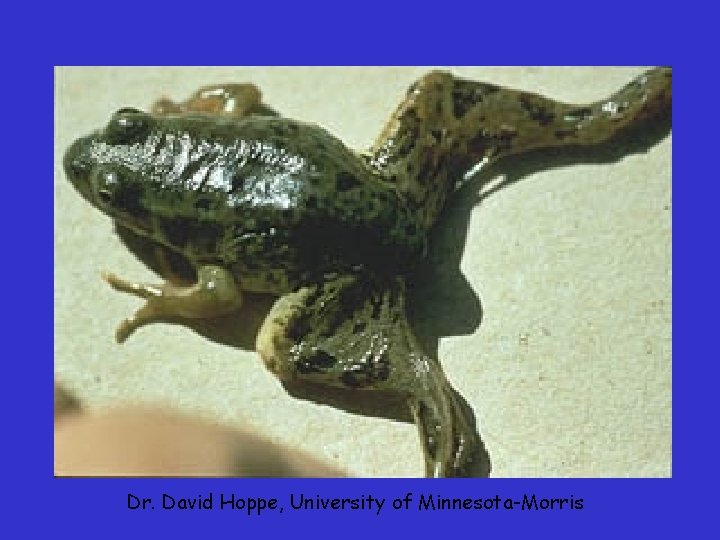 Dr. David Hoppe, University of Minnesota-Morris Dr. David Hoppe, University of Minnesota-Morris