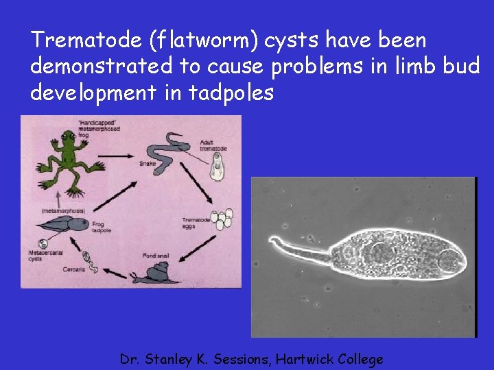 Trematode (flatworm) cysts have been demonstrated to cause problems in limb bud development in Trematode (flatworm) cysts have been demonstrated to cause problems in limb bud development in
