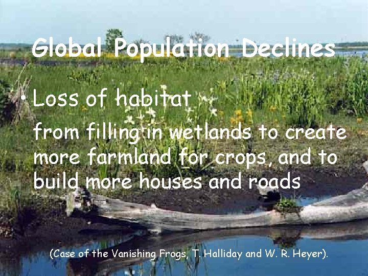 Global Population Declines • Loss of habitat from filling in wetlands to create more Global Population Declines • Loss of habitat from filling in wetlands to create more