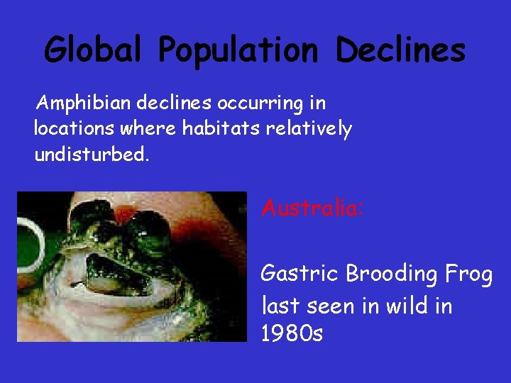 Global Population Declines Amphibian declines occurring in locations where habitats relatively undisturbed. Australia: Gastric Global Population Declines Amphibian declines occurring in locations where habitats relatively undisturbed. Australia: Gastric