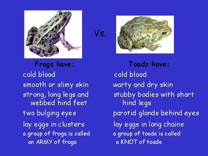 Vs. Frogs have: cold blood smooth or slimy skin strong, long legs and webbed Vs. Frogs have: cold blood smooth or slimy skin strong, long legs and webbed
