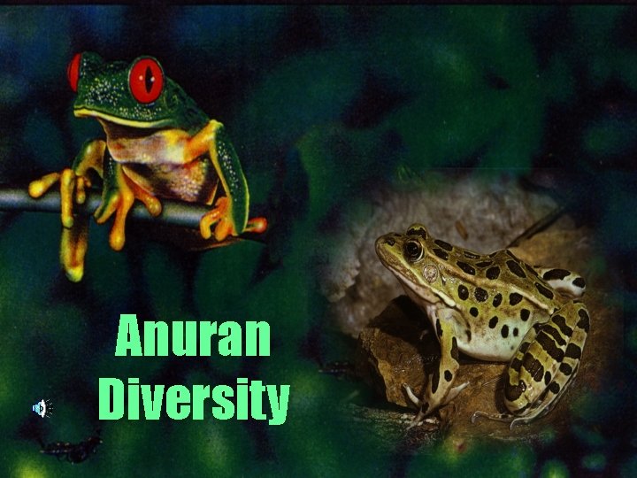 Anuran Diversity Anuran Diversity