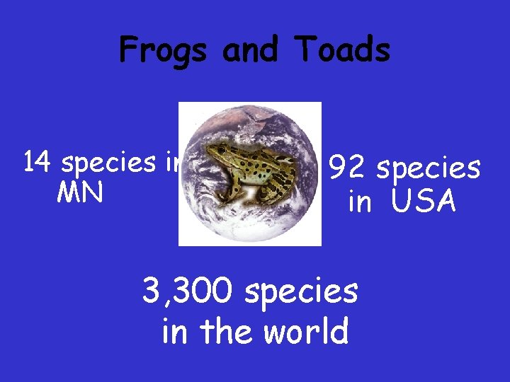 Frogs and Toads 14 species in MN 92 species in USA 3, 300 species Frogs and Toads 14 species in MN 92 species in USA 3, 300 species