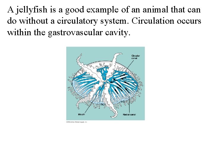 A jellyfish is a good example of an animal that can do without a