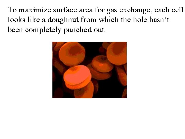 To maximize surface area for gas exchange, each cell looks like a doughnut from