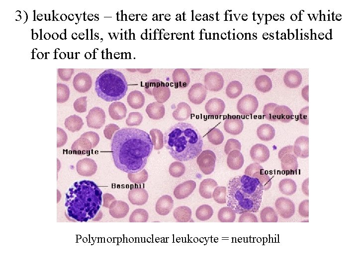 3) leukocytes – there at least five types of white blood cells, with different