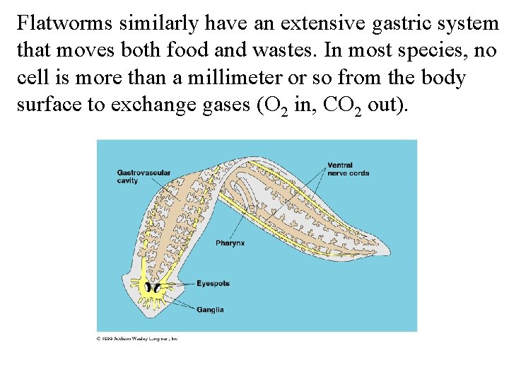 Flatworms similarly have an extensive gastric system that moves both food and wastes. In