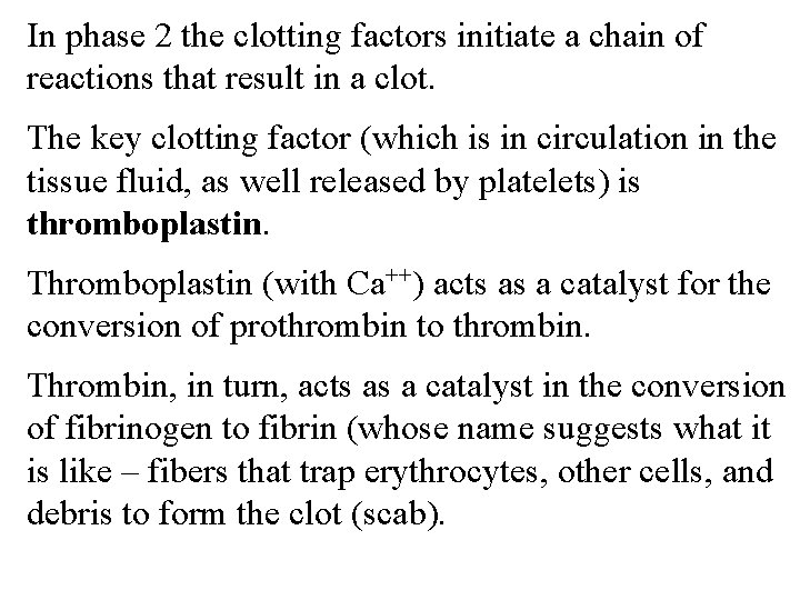 In phase 2 the clotting factors initiate a chain of reactions that result in