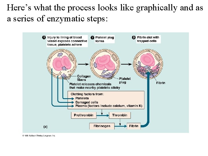 Here’s what the process looks like graphically and as a series of enzymatic steps: