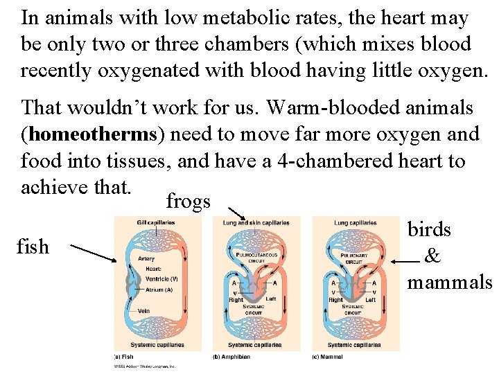 In animals with low metabolic rates, the heart may be only two or three