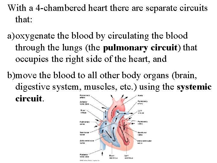 With a 4 -chambered heart there are separate circuits that: a) oxygenate the blood