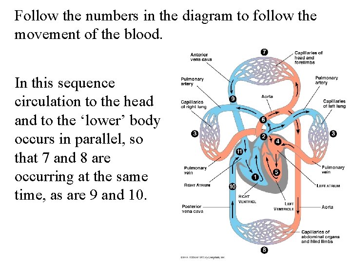 Follow the numbers in the diagram to follow the movement of the blood. In