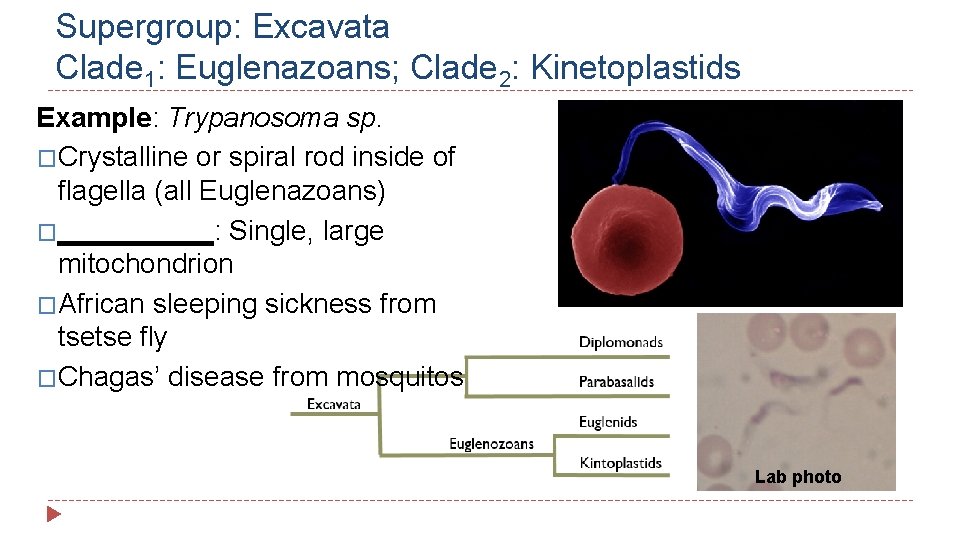 Supergroup: Excavata Clade 1: Euglenazoans; Clade 2: Kinetoplastids Example: Trypanosoma sp. �Crystalline or spiral