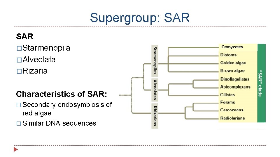 Supergroup: SAR �Starmenopila �Alveolata �Rizaria Characteristics of SAR: � Secondary endosymbiosis of red algae