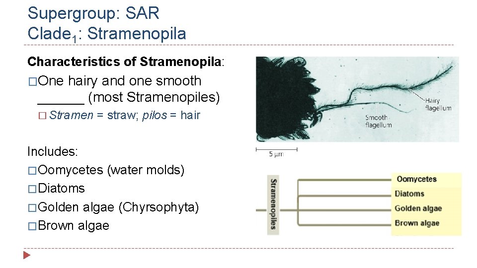 Supergroup: SAR Clade 1: Stramenopila Characteristics of Stramenopila: �One hairy and one smooth ______