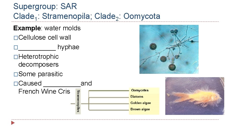 Supergroup: SAR Clade 1: Stramenopila; Clade 2: Oomycota Example: water molds �Cellulose cell wall