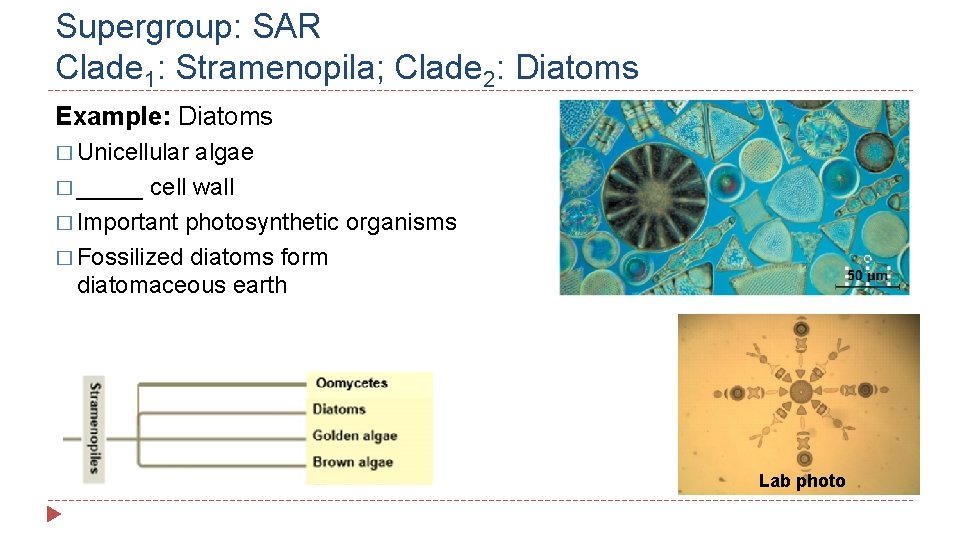 Supergroup: SAR Clade 1: Stramenopila; Clade 2: Diatoms Example: Diatoms � Unicellular algae �