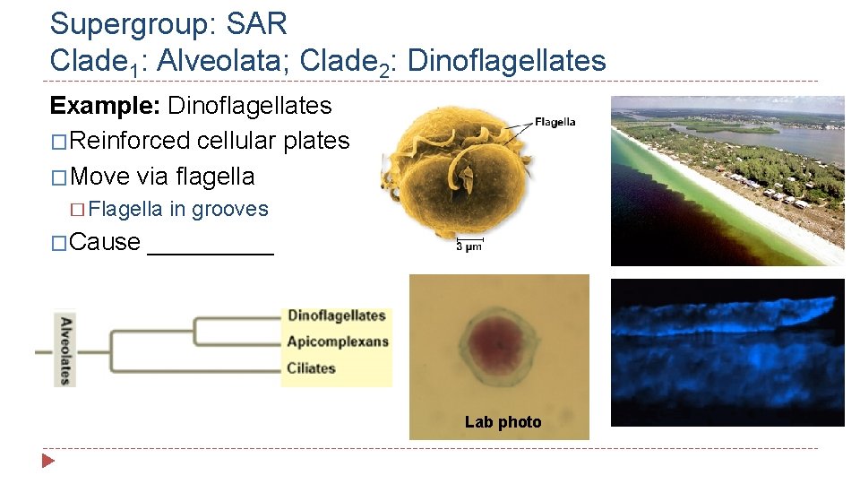 Supergroup: SAR Clade 1: Alveolata; Clade 2: Dinoflagellates Example: Dinoflagellates �Reinforced cellular plates �Move