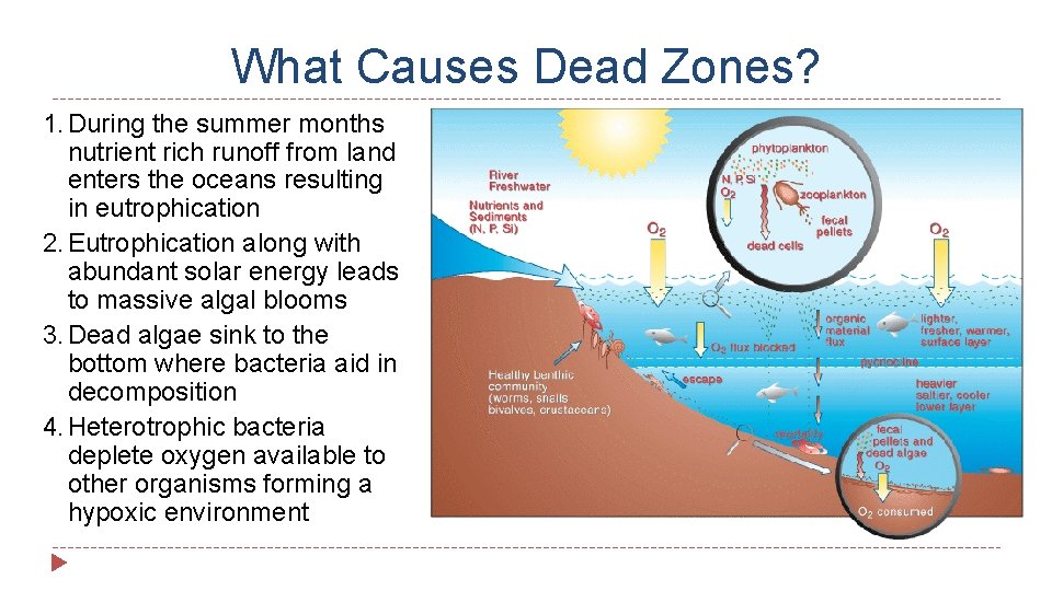 What Causes Dead Zones? 1. During the summer months nutrient rich runoff from land