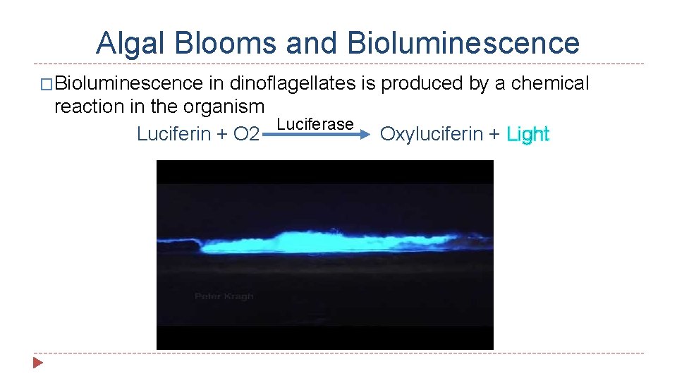 Algal Blooms and Bioluminescence �Bioluminescence in dinoflagellates is produced by a chemical reaction in