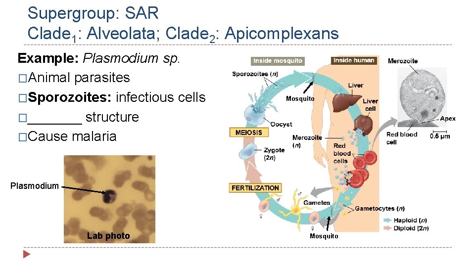 Supergroup: SAR Clade 1: Alveolata; Clade 2: Apicomplexans Example: Plasmodium sp. �Animal parasites �Sporozoites: