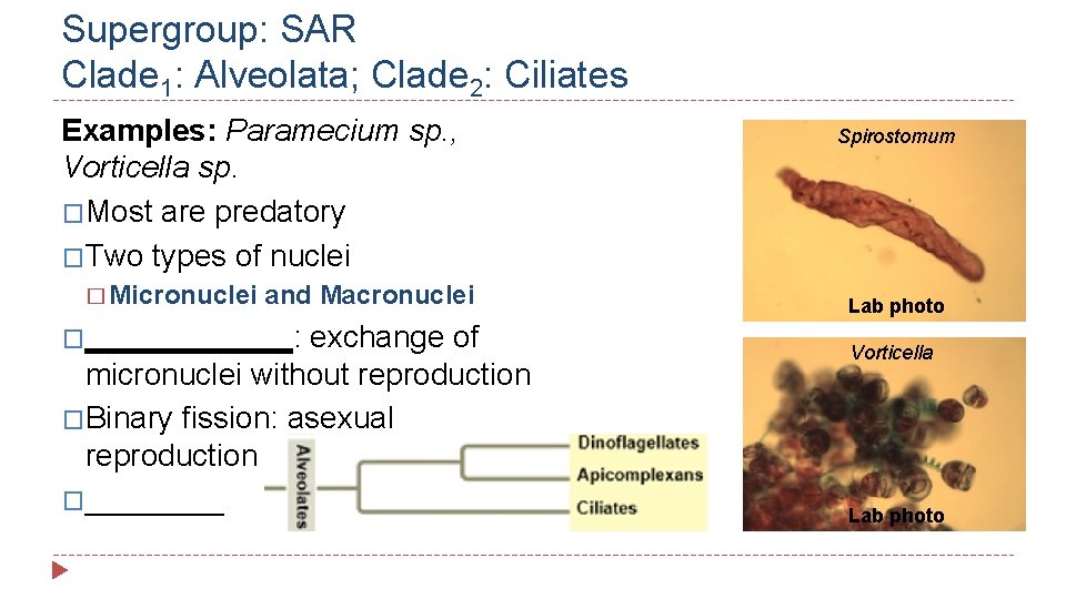 Supergroup: SAR Clade 1: Alveolata; Clade 2: Ciliates Examples: Paramecium sp. , Vorticella sp.