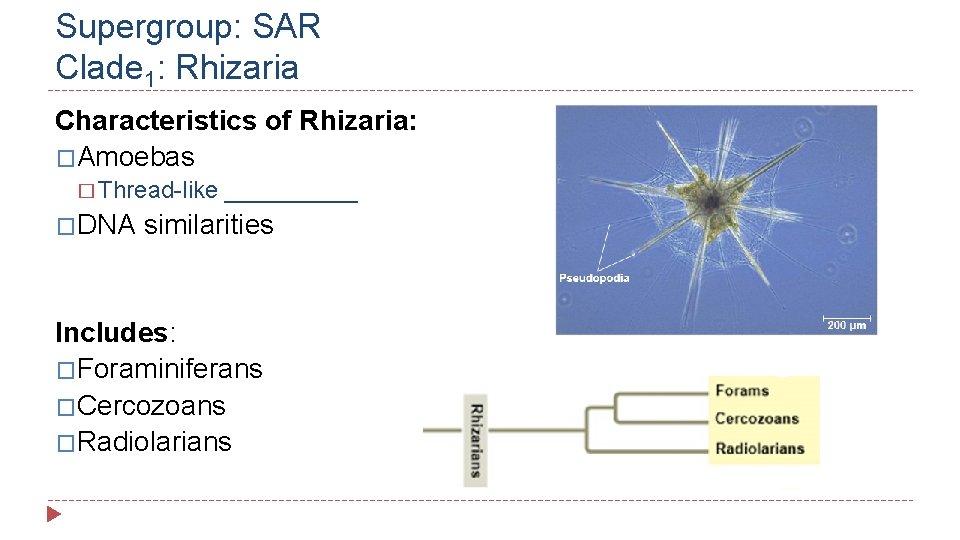 Supergroup: SAR Clade 1: Rhizaria Characteristics of Rhizaria: �Amoebas � Thread-like �DNA _____ similarities