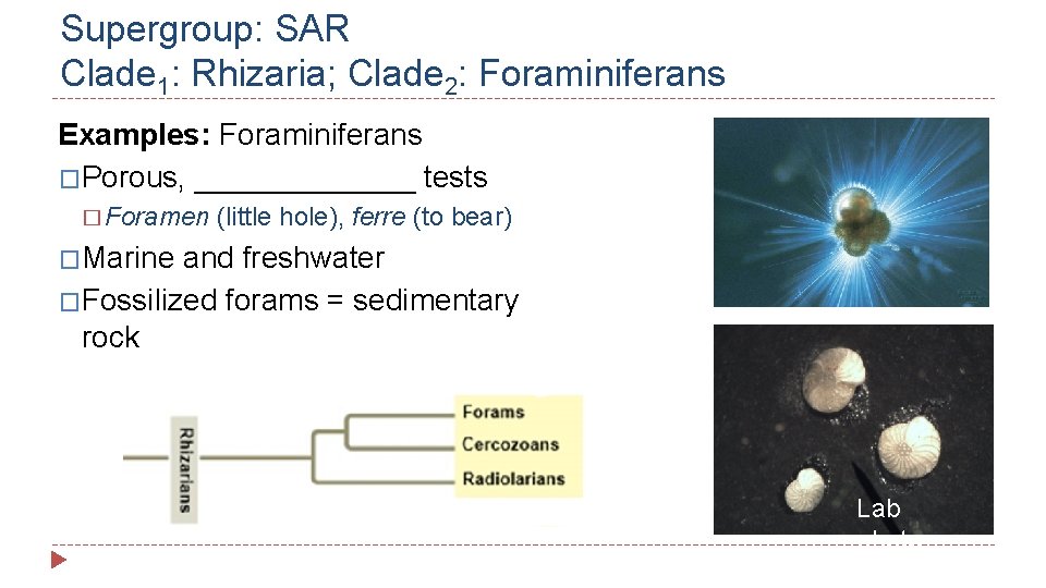 Supergroup: SAR Clade 1: Rhizaria; Clade 2: Foraminiferans Examples: Foraminiferans �Porous, _______ tests �