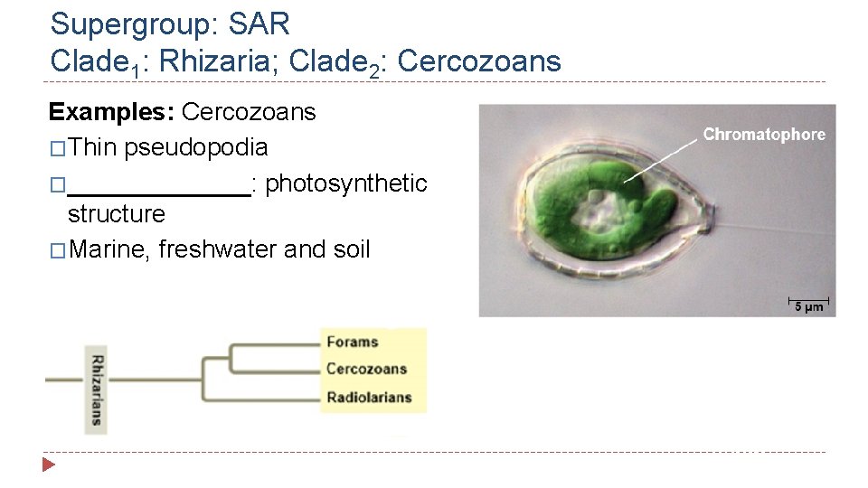 Supergroup: SAR Clade 1: Rhizaria; Clade 2: Cercozoans Examples: Cercozoans �Thin pseudopodia �_______: photosynthetic
