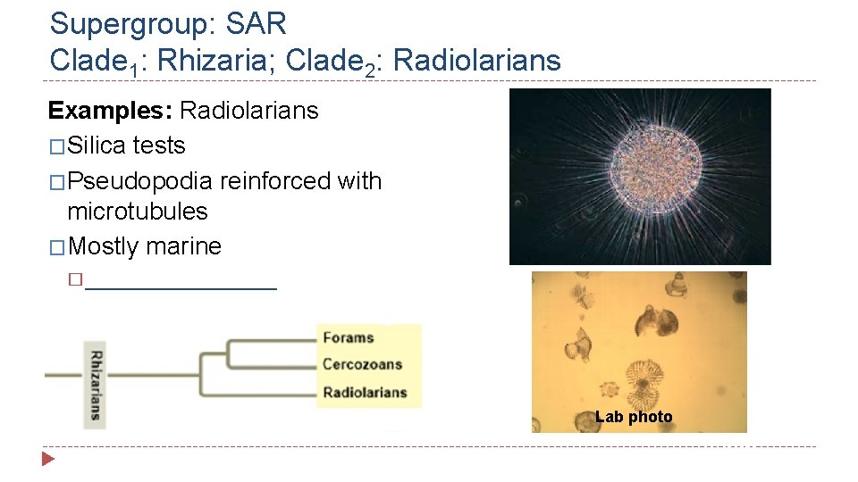 Supergroup: SAR Clade 1: Rhizaria; Clade 2: Radiolarians Examples: Radiolarians �Silica tests �Pseudopodia reinforced