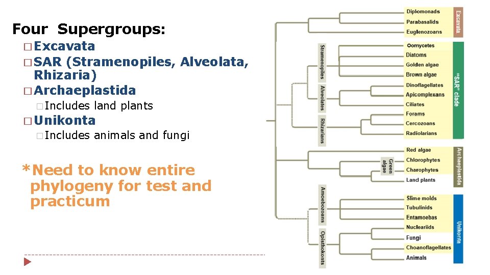 Four Supergroups: � Excavata � SAR (Stramenopiles, Alveolata, Rhizaria) � Archaeplastida � Includes land