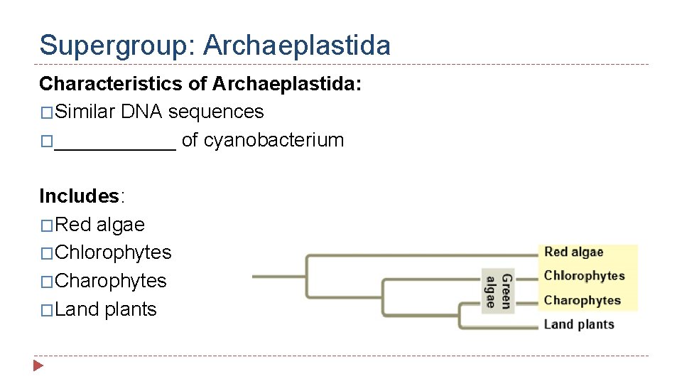 Supergroup: Archaeplastida Characteristics of Archaeplastida: �Similar DNA sequences �______ of cyanobacterium Includes: �Red algae