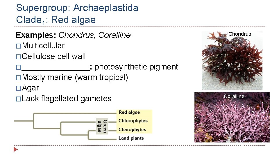 Supergroup: Archaeplastida Clade 1: Red algae Examples: Chondrus, Coralline �Multicellular �Cellulose cell wall �________: