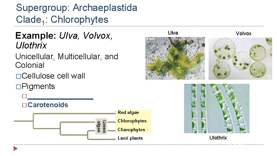 Supergroup: Archaeplastida Clade 1: Chlorophytes Example: Ulva, Volvox, Ulothrix Ulva Volvox Unicellular, Multicellular, and