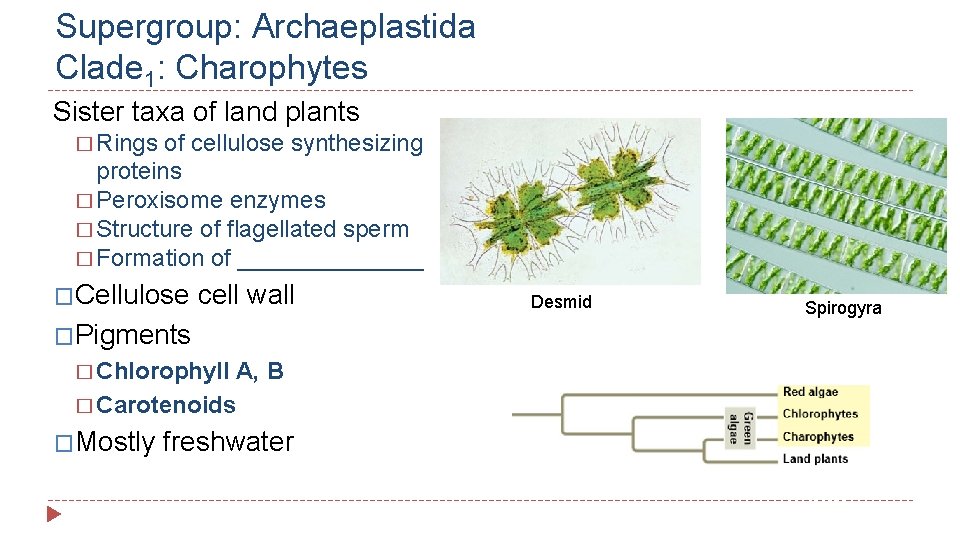 Supergroup: Archaeplastida Clade 1: Charophytes Sister taxa of land plants � Rings of cellulose