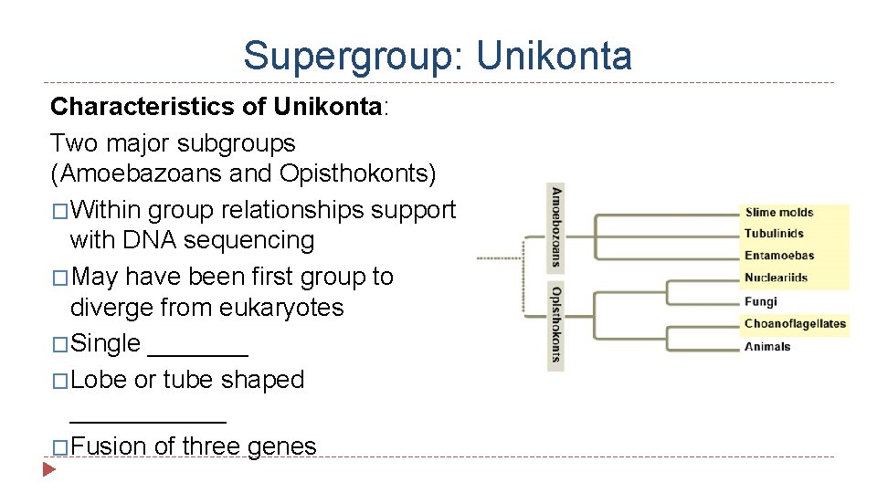 Supergroup: Unikonta Characteristics of Unikonta: Two major subgroups (Amoebazoans and Opisthokonts) �Within group relationships