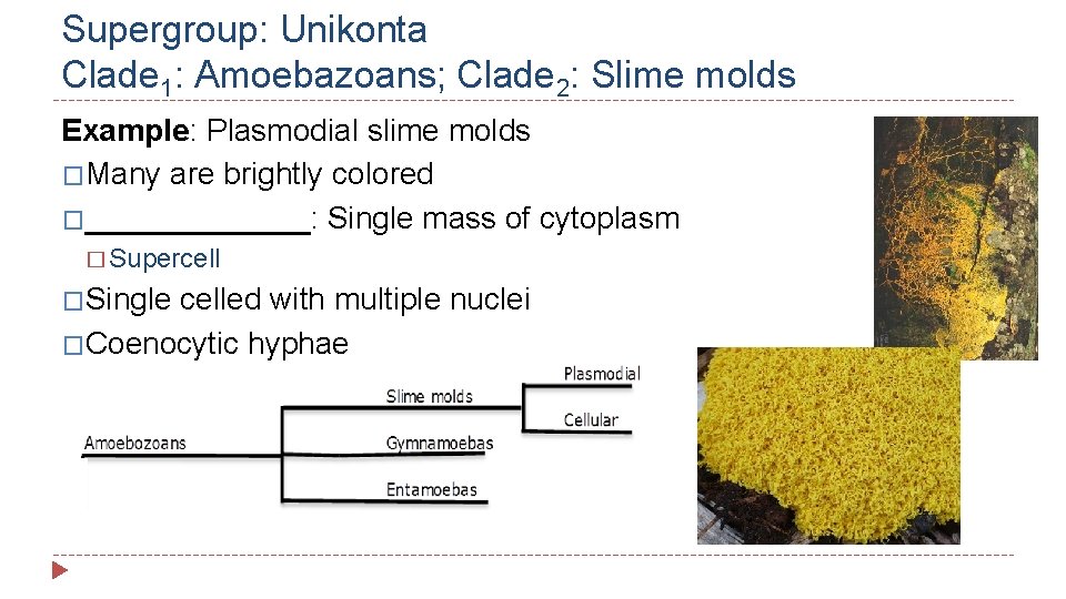 Supergroup: Unikonta Clade 1: Amoebazoans; Clade 2: Slime molds Example: Plasmodial slime molds �Many
