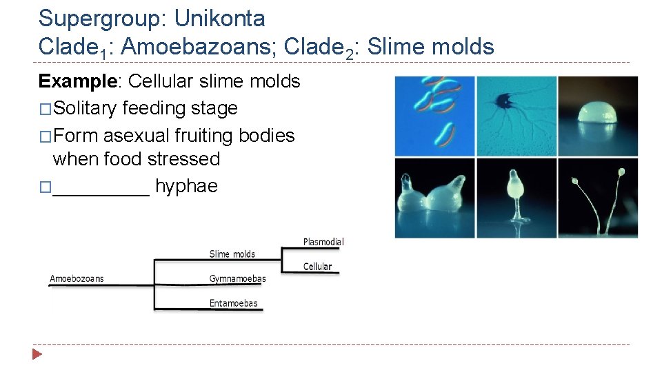 Supergroup: Unikonta Clade 1: Amoebazoans; Clade 2: Slime molds Example: Cellular slime molds �Solitary