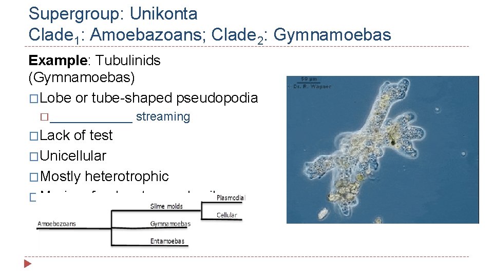 Supergroup: Unikonta Clade 1: Amoebazoans; Clade 2: Gymnamoebas Example: Tubulinids (Gymnamoebas) �Lobe or tube-shaped