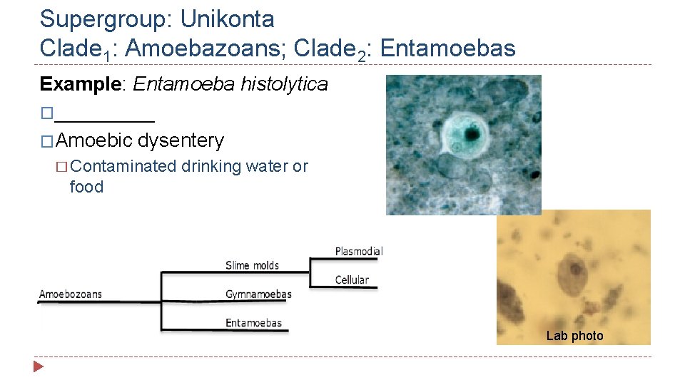 Supergroup: Unikonta Clade 1: Amoebazoans; Clade 2: Entamoebas Example: Entamoeba histolytica �_____ �Amoebic dysentery