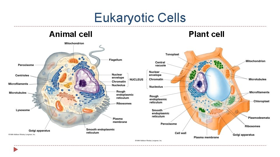 Eukaryotic Cells Animal cell Plant cell 
