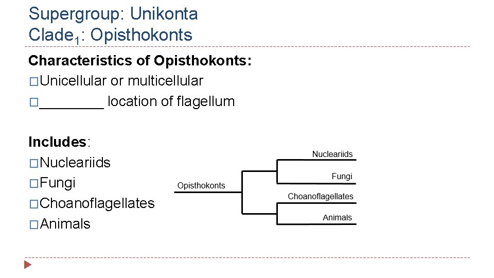 Supergroup: Unikonta Clade 1: Opisthokonts Characteristics of Opisthokonts: �Unicellular or multicellular �____ location of