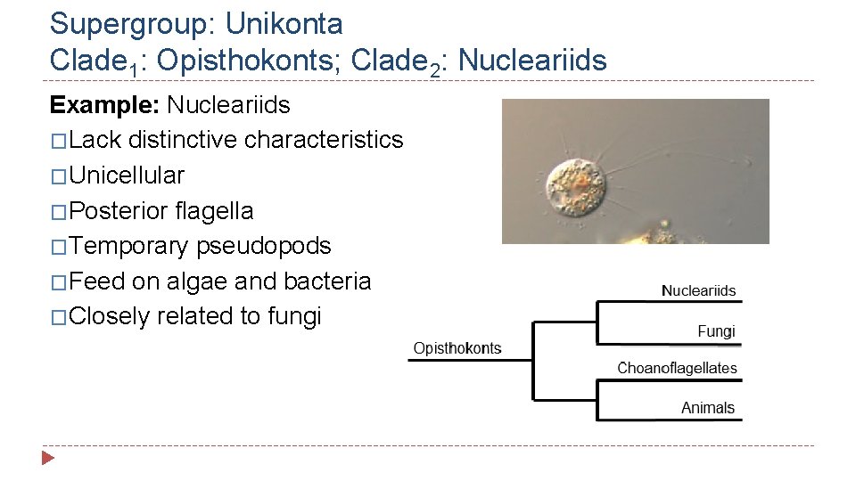 Supergroup: Unikonta Clade 1: Opisthokonts; Clade 2: Nucleariids Example: Nucleariids �Lack distinctive characteristics �Unicellular