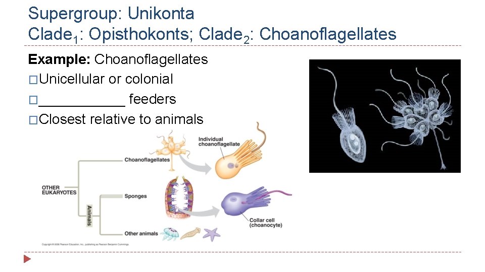 Supergroup: Unikonta Clade 1: Opisthokonts; Clade 2: Choanoflagellates Example: Choanoflagellates �Unicellular or colonial �______