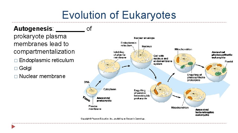 Evolution of Eukaryotes Autogenesis: ____ of prokaryote plasma membranes lead to compartmentalization � Endoplasmic