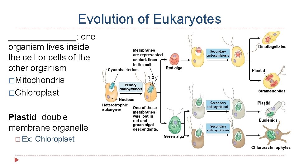 Evolution of Eukaryotes _______: one organism lives inside the cell or cells of the